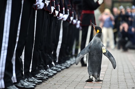 'Tuğgeneral' Ünvanı Verilen Penguen, Norveç Kraliyet Muhafızları'nı Teftiş Etti