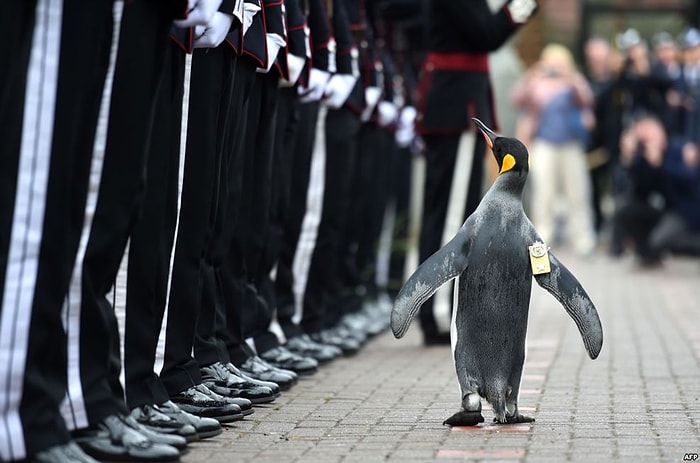 'Tuğgeneral' Ünvanı Verilen Penguen, Norveç Kraliyet Muhafızları'nı Teftiş Etti