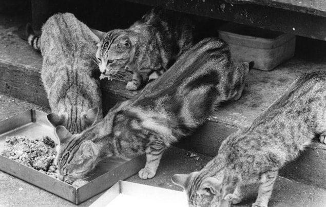 You want to have a colony of cats!