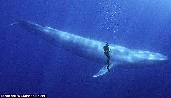 5. Dünyanın en büyük penise sahip hayvanı ise mavi balina 2,4 m !