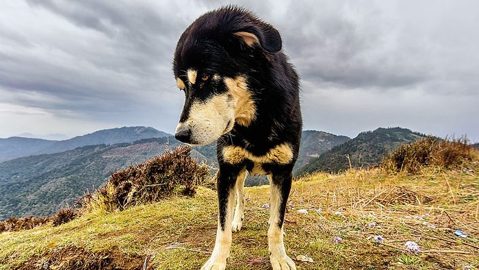 Köpekler İlk Nerede Evcilleştirildi?