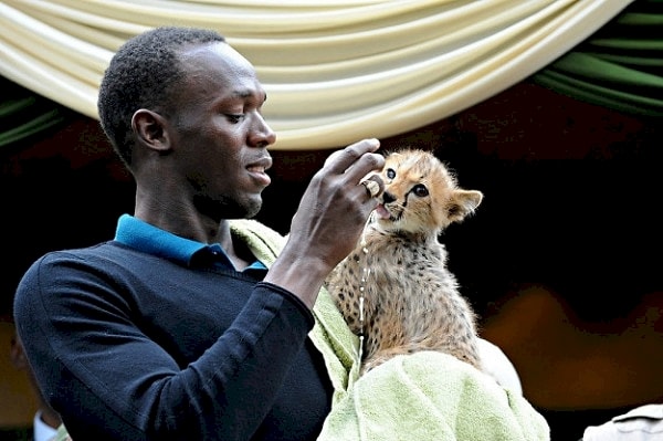 4. Он завел гепарда.