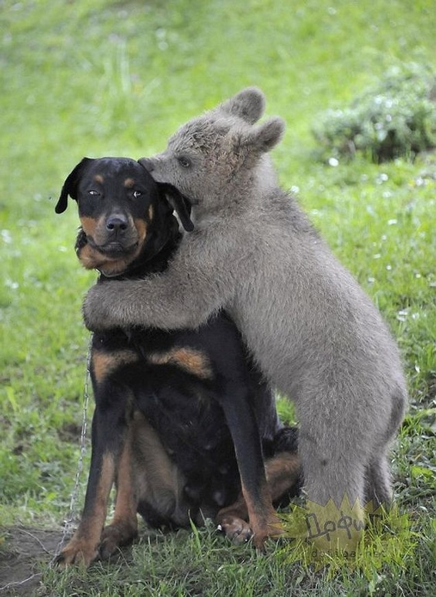 19. With a baby bear