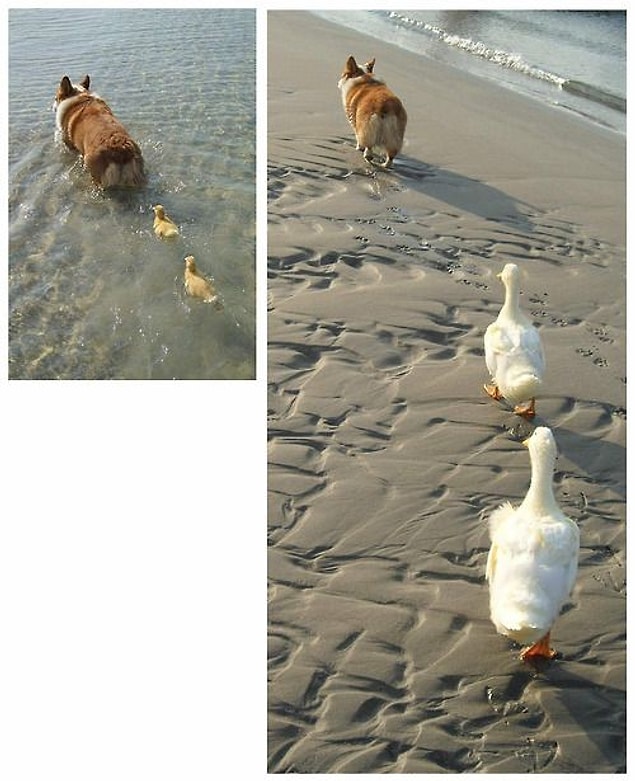 26. Are you convinced that dogs are the most friendly animals in the world yet?