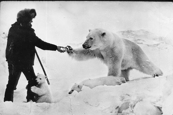 16. Sovyet askeri kutup ayısını beslerken, 1950'ler.