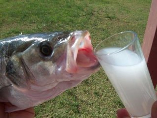 8. "Vay kardeşim benim be! Bi gün mutlaka rakı balık yapalım!"
