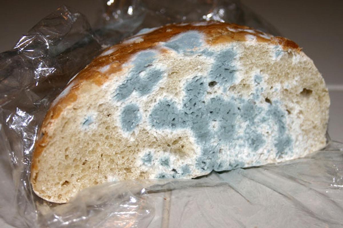 Кусочек хлеба с плесенью. Белая плесень мукор на хлебе. Заплесневелый хлеб. Плесневые грибы на хлебе. Испорченный хлеб.