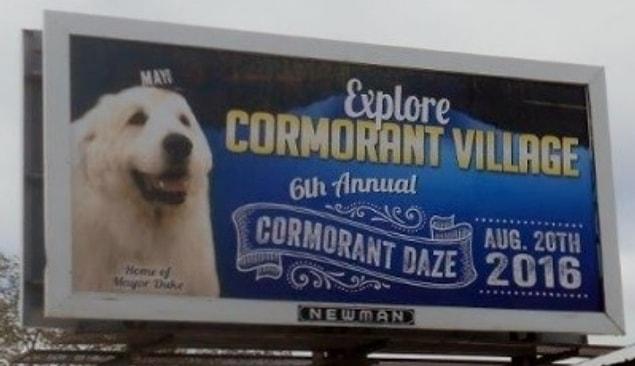 Duke's so popular that he's also been seen on billboards around town.