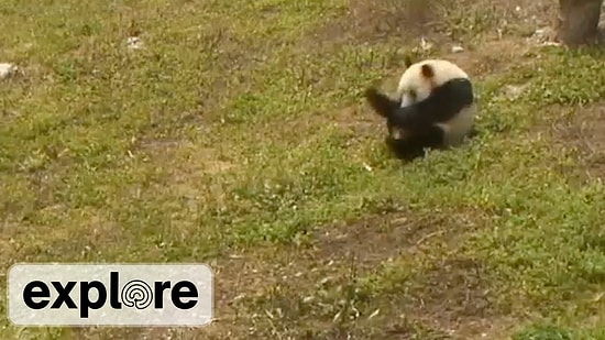 Ondan Mutlusu Yok! Çimenlerde Yuvarlanmaya Bayılan Bebek Panda