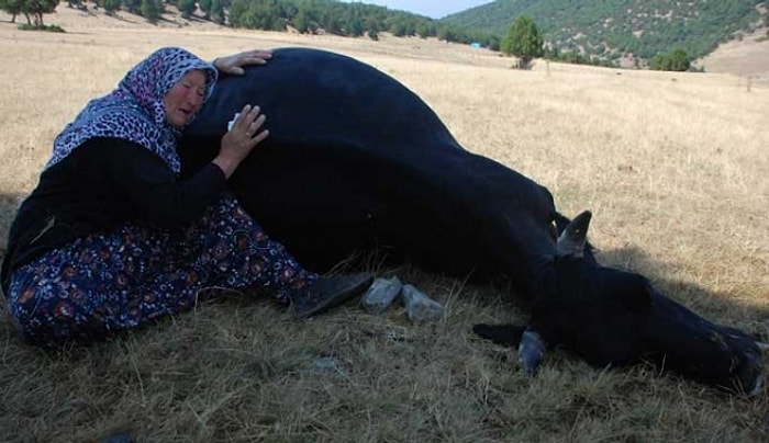 Yaşlı Çiftin Ölen İneklerine Sarılıp Ağlaması Sosyal Medyayı Harekete Geçirdi