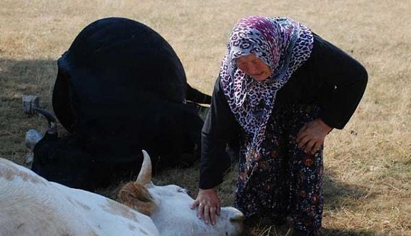 İneklerinin karnında buzağıların da olduğunu söyleyen Fatma Teyze, ineklerinin sütünü satarak geçindiklerini söyledi.
