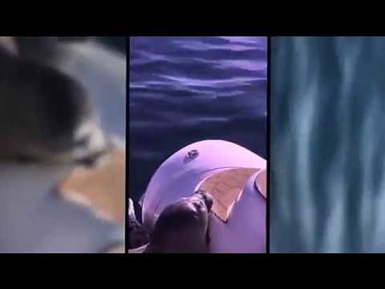 Морской котик спрятался от голодных касаток на лодке