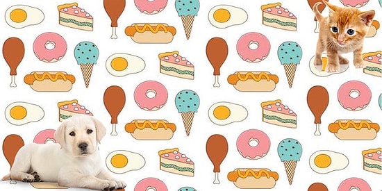 Чью сторону ты выбираешь - кошек или собак? Твоя любимая еда расскажет нам об этом!