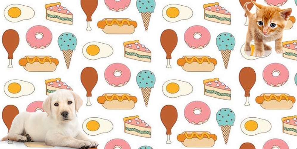 Чью сторону ты выбираешь - кошек или собак? Твоя любимая еда расскажет нам об этом!