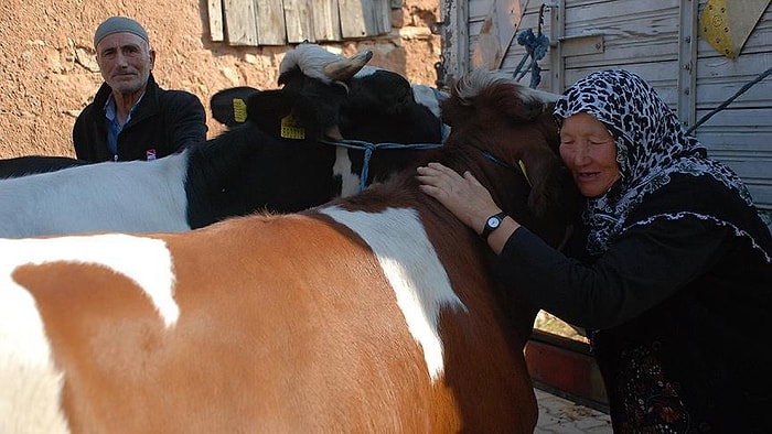 Türkiye'nin Yüreğini Sızlatan Çift İneklerine Kavuştu