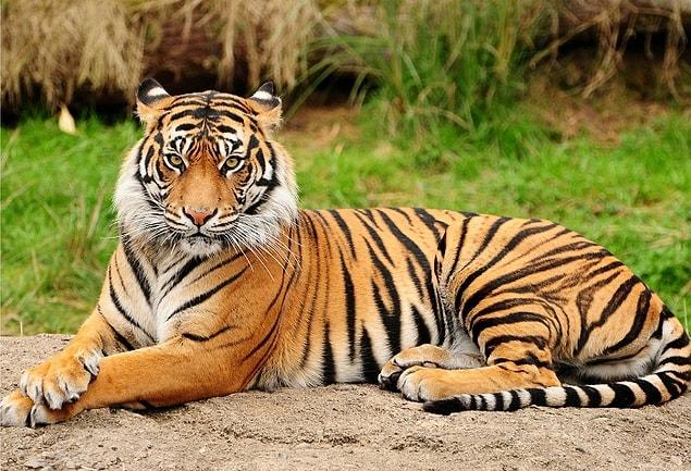 6. Contrary to common belief, most of the tigers live in Asia, not in Africa.