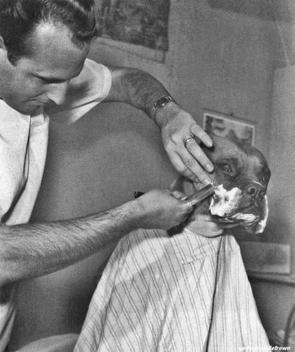 26. Tv ünlüsü bir köpek bir berber tarafından tıraş edilirken, Nisan , 1961.