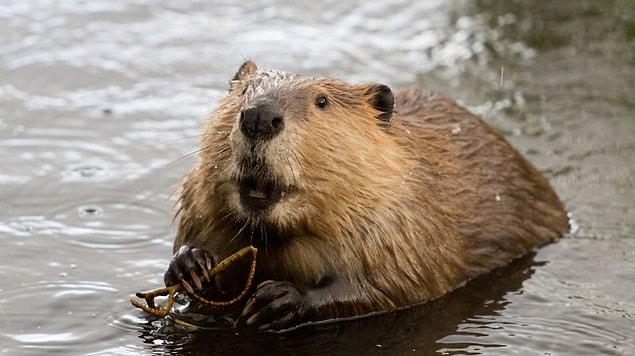 12. Between the 16th and 18th centuries, Canadian women used beaver testicles as a birth control technique. These women drank beaver testicles with either alcohol or tea.