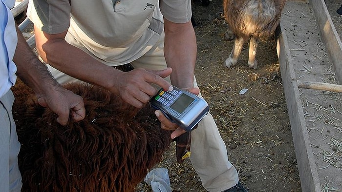'Krediyle Kurban Kesmek Doğru Değil'