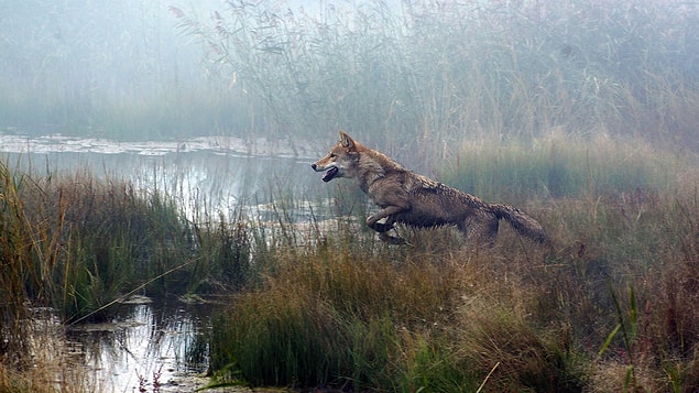 1. Le Dernier loup | IMDB: 6.6