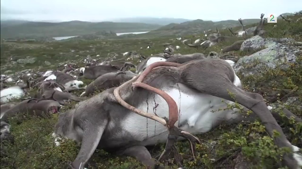 Norveç'te 323 Ren Geyiği Toplu Halde Ölü Bulundu