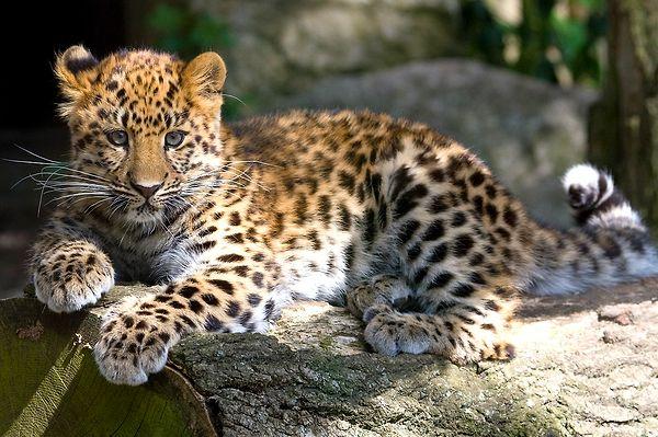 4. Amur leopard