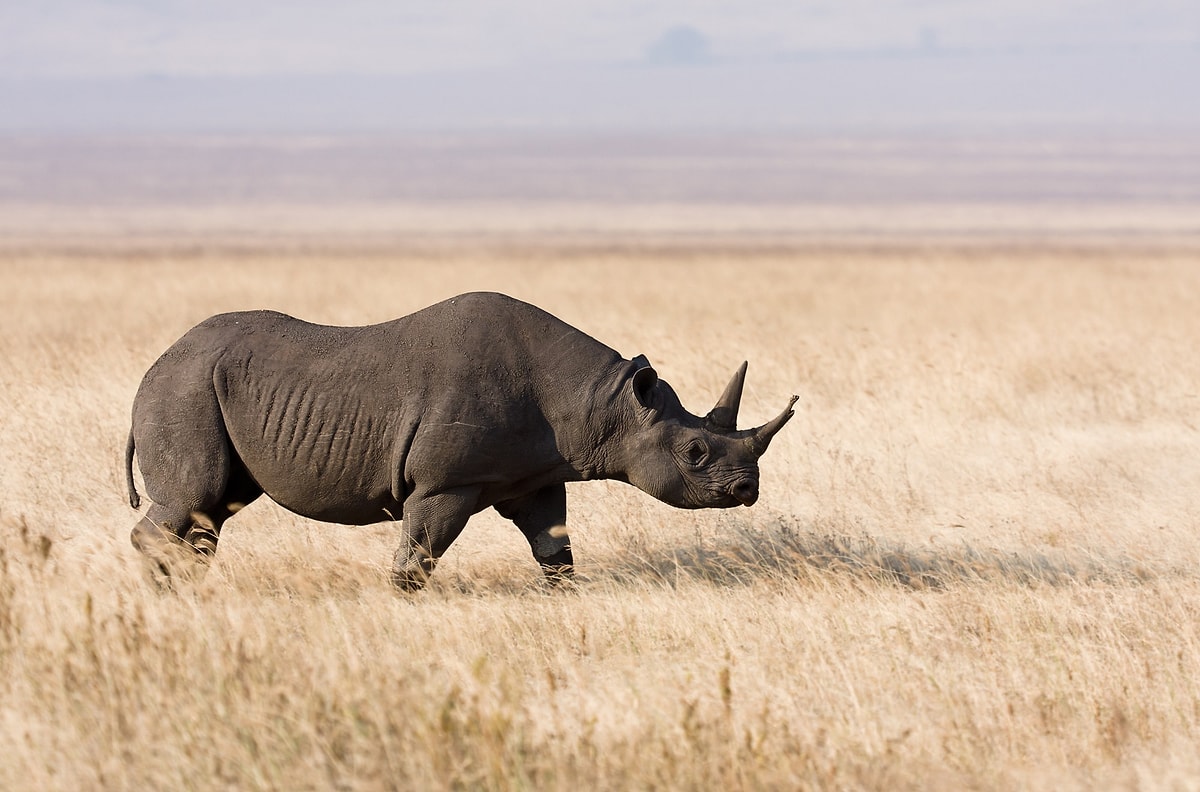 17 Animal Species On The Verge Of Extinction - Onedio