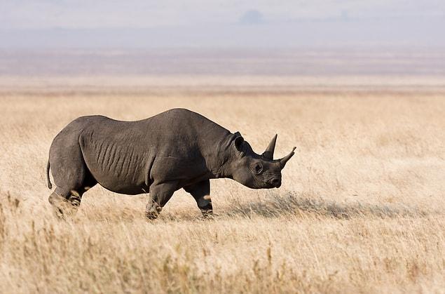 1. Black Rhino