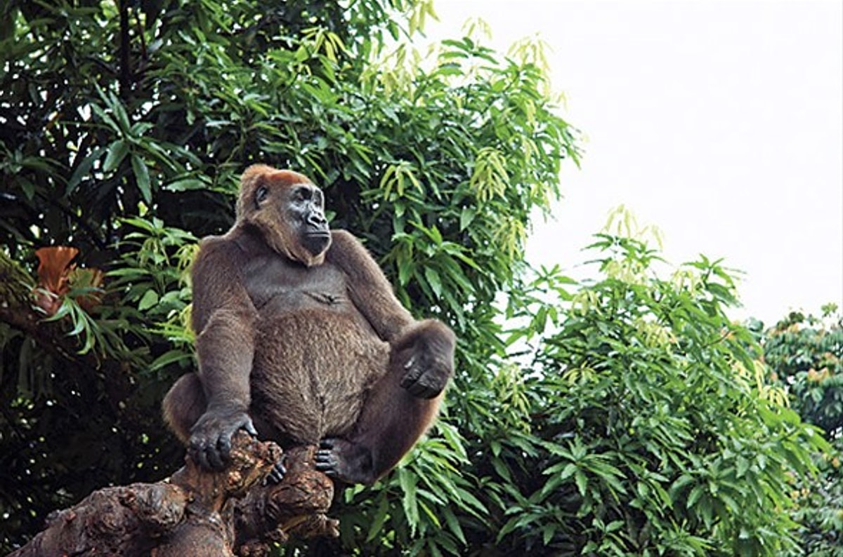 17 Animal Species On The Verge Of Extinction - Onedio