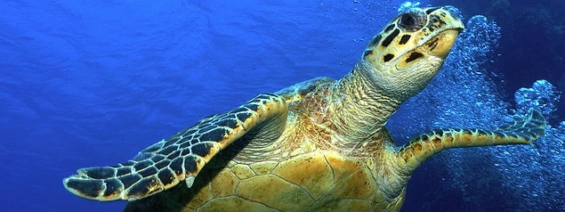 3. Hawksbill Turtle