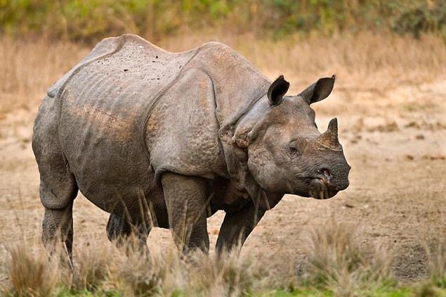 5. Javan Rhino
