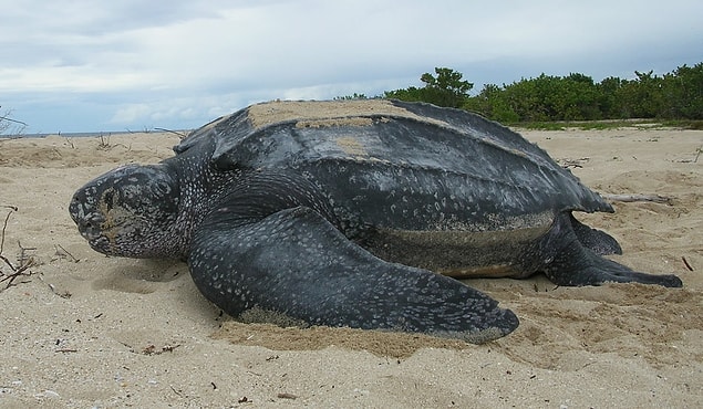 6. Leatherback Turtle