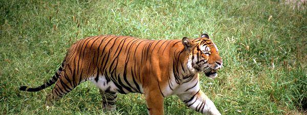 10. South China Tiger