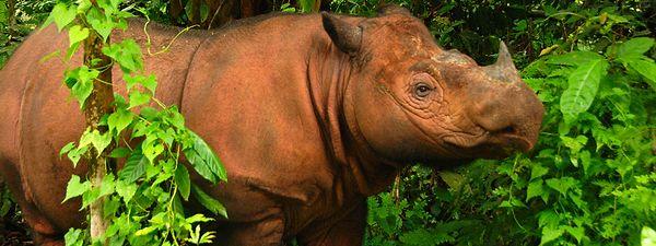 13. Sumatran Rhino