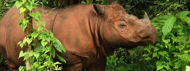 13. Sumatran Rhino