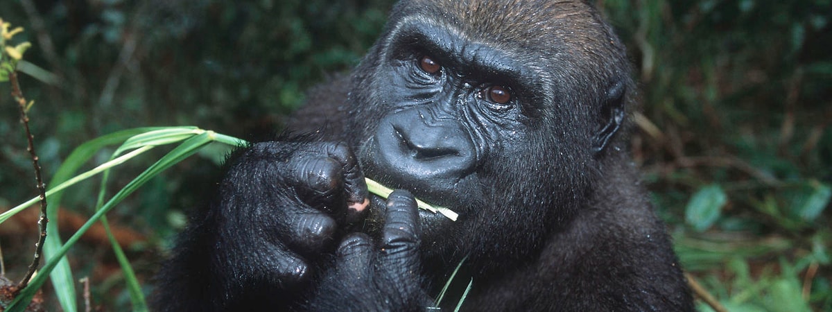 17 Animal Species On The Verge Of Extinction - Onedio