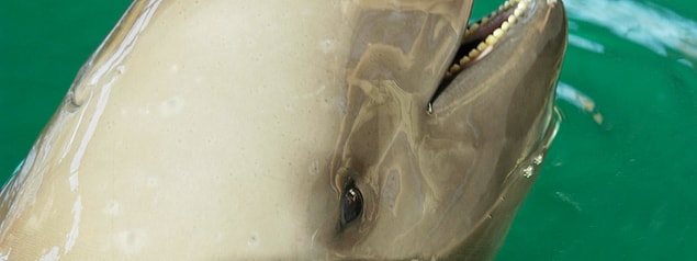 17. Yangtze Finless Porpoise