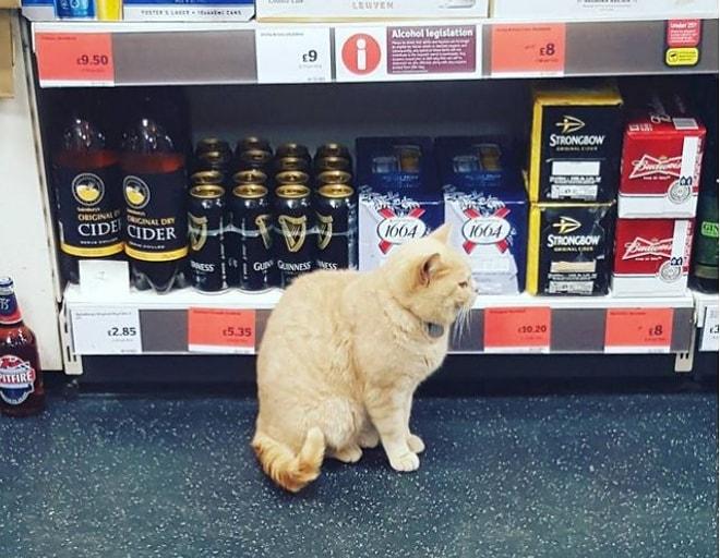 Defalarca Kapı Dışarı Edildiği Süpermarketi Terk Etmeyi Reddeden İnatçı Kedi