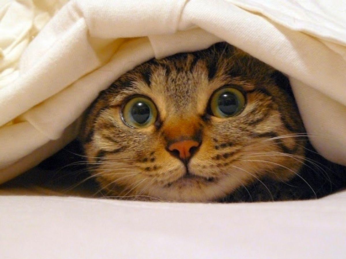 Кот выглядывает из под одеяла
