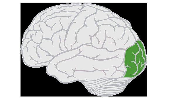 İlk olarak, resimlerde gördüğünüz objeleri anlamlandırırken beyninizin oksipital lobunu kullandınız. Oksipital lob, beynin görüntü işleme merkezidir.