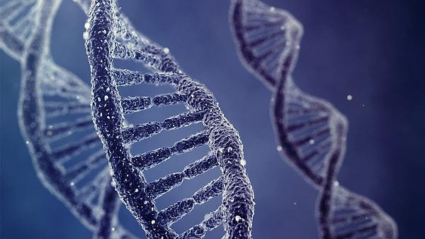 11. Yapılan son çalışmalarla birlikte, fobilerin DNA yoluyla nesilden nesle aktarılıyor olabileceği ortaya konmuştur.