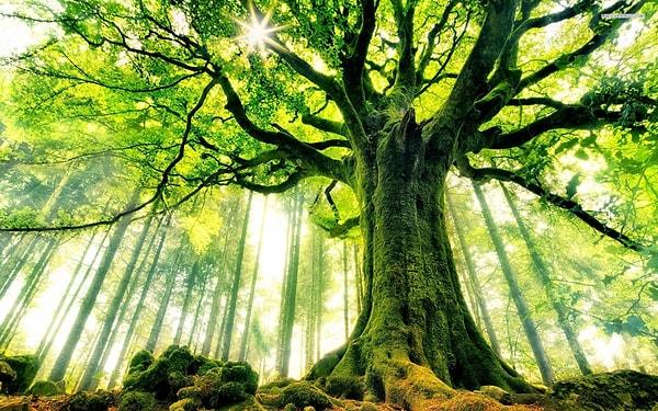 23. Ağaçlara yönelen takıntılı korkuya "Hylofobi" ismi verilmektedir.