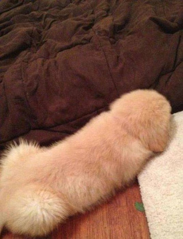 16. No, that's a furry dog^^