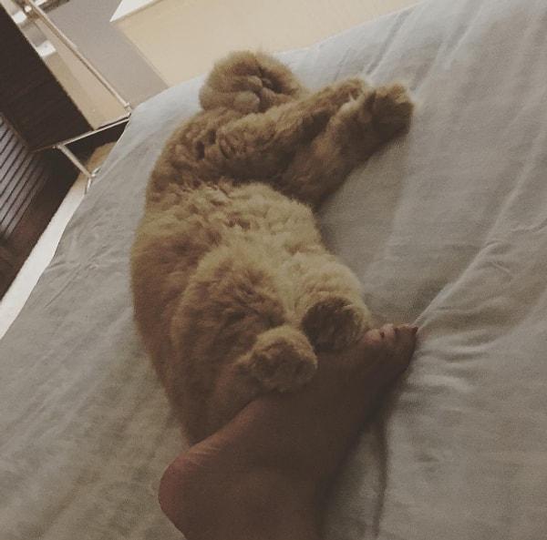 15. Gupse Özay ve kedisi ayaklarını bu şekilde birleştirmeden uyuyamıyormuş. Şunların tatlılığına bakın! ❤️