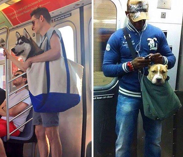 2. New York Metro Yönetimi, küçük çantaya sığmayan köpeklerin metroya binmesini yasakladı ve bakın bu gençler nasıl bir çözüm üretti.😂