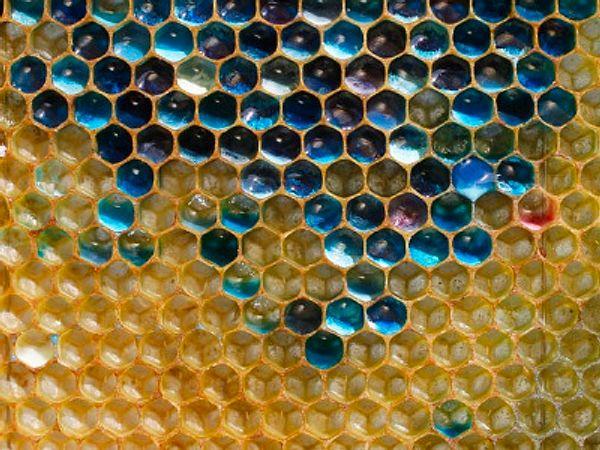 9. This blue honeycomb that was made by bees that fed on candy.