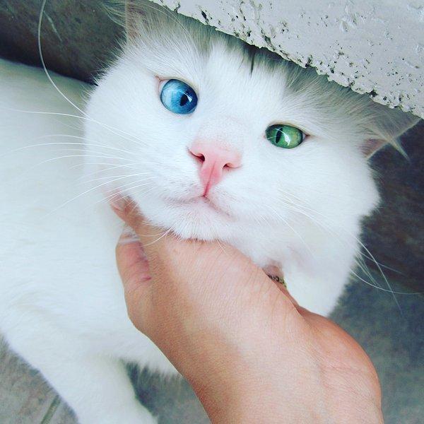 Aloş, Bursa'da yaşayan, tüm dünyanın hayran olduğu Van kedilerinden biri.