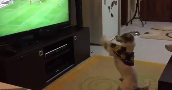 Muhtemelen Sizden Daha Büyük Bir Futbol Fanı Olan Fanatik Köpek