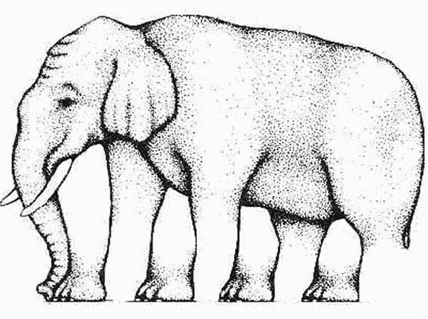 11. Son olarak klasik fil sorusuyla bitiriyoruz: Burada kaç bacak görüyorsun?