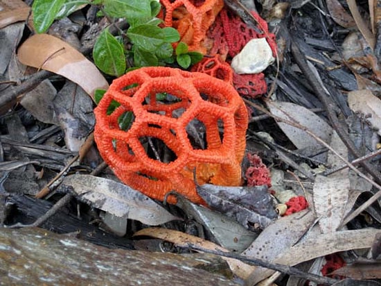 Yemeğe Doğrayamayacağınız Ama Bakmaya da Doyamayacağınız Olağanüstü 15 Mantar